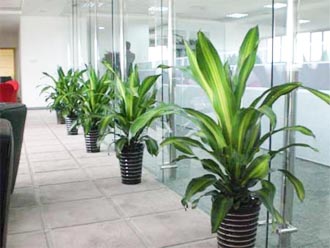 �����̻�ֲ������